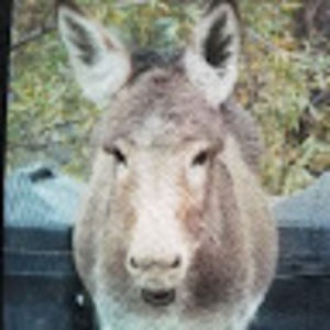 Meet your Posher, Debbie